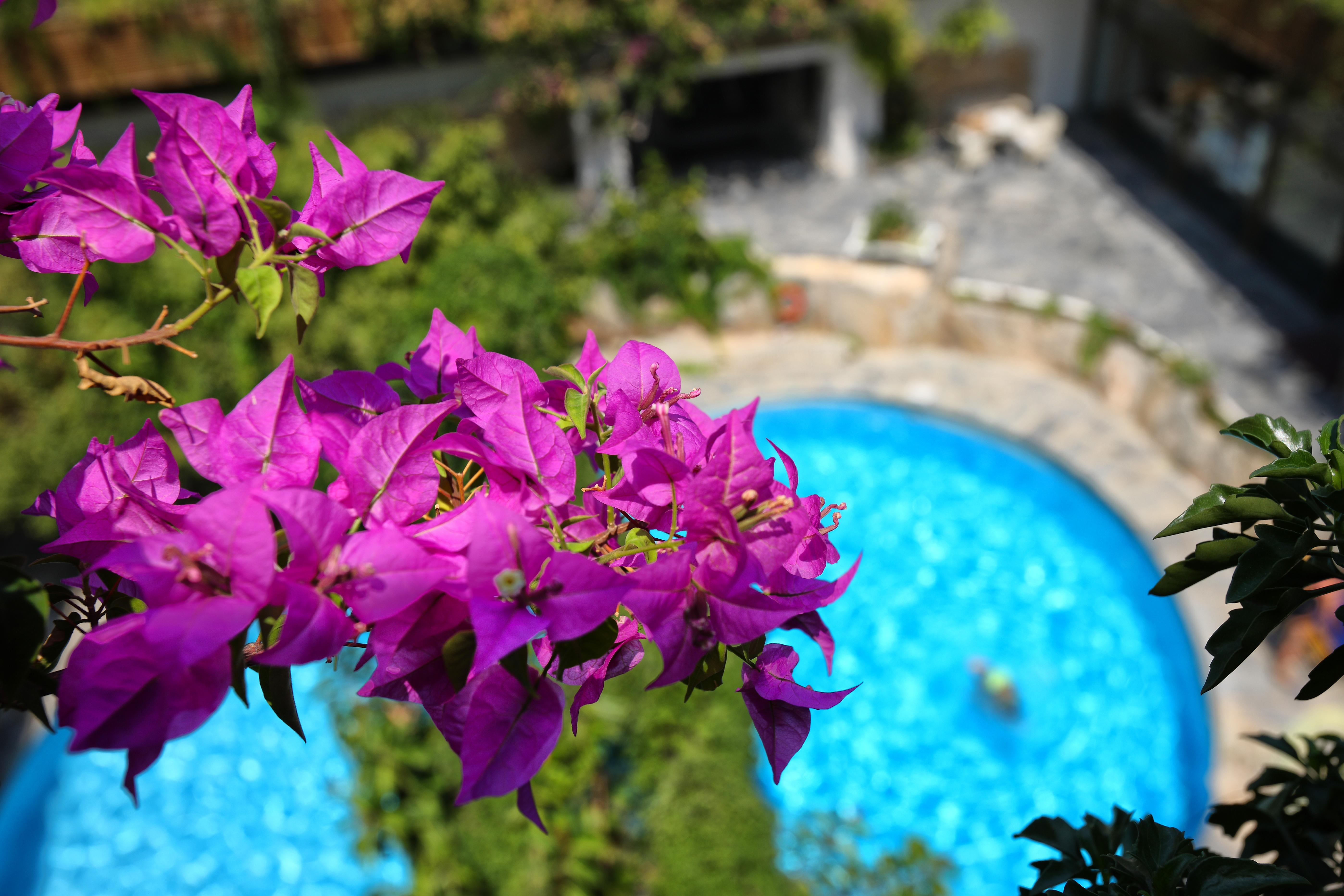 Sitia Beach City Resort & Spa Sitia (Crete) Exterior foto Bougainvillea flowers